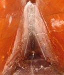 Bow Before Pour R Bow Before Pour R