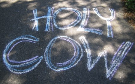 Holy Cow 4