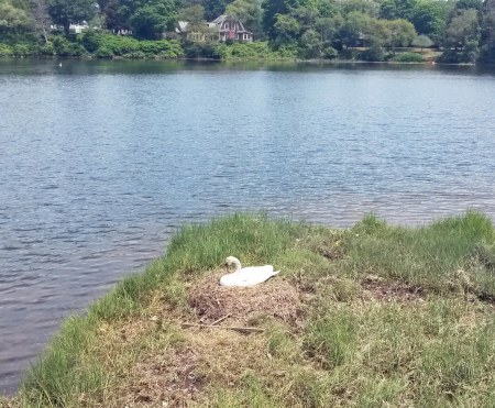 Nesting Swan